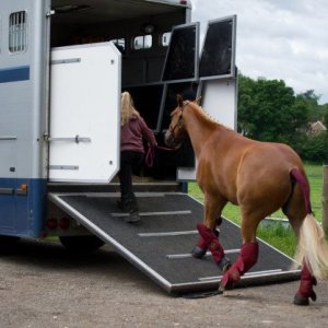 horse trav in the heat tw 20716