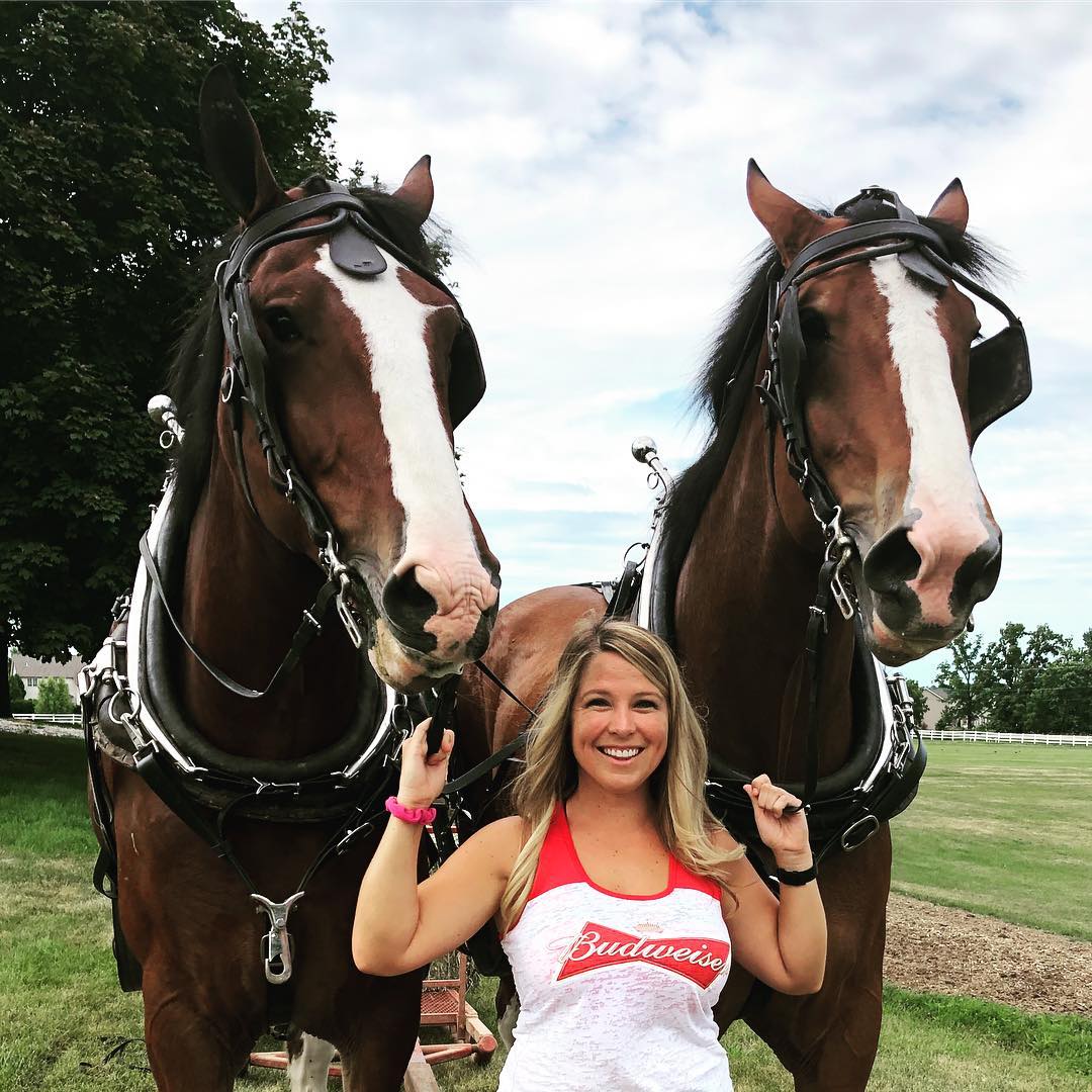 budweiser clydesdales jennifer