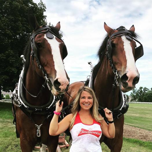 budweiser clydesdales jennifer