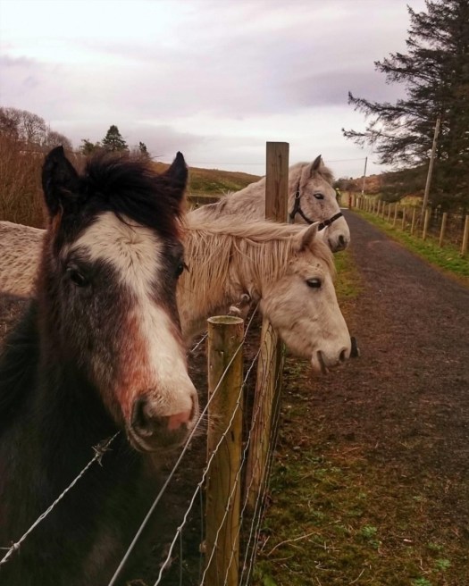 discover ireland ponies