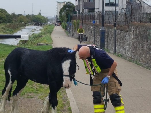 fire brigade bluebell