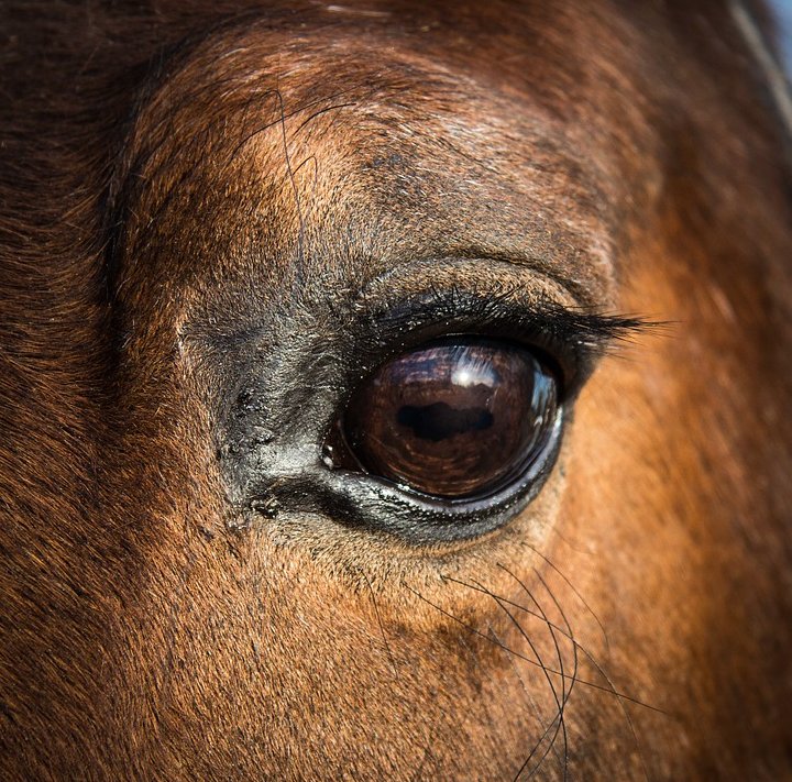 trm a horses eye