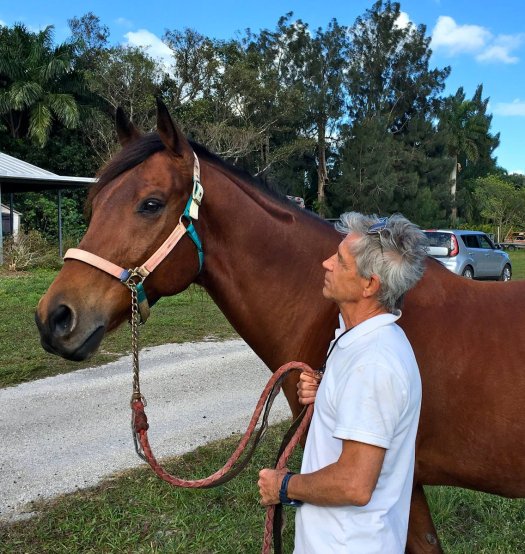 horse time healing time