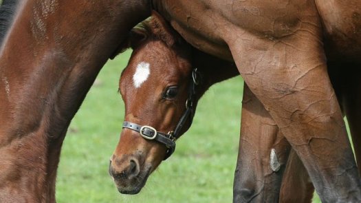 red mills foals