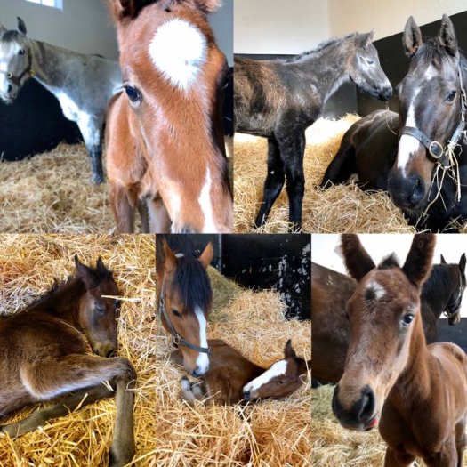 i national stud foaling