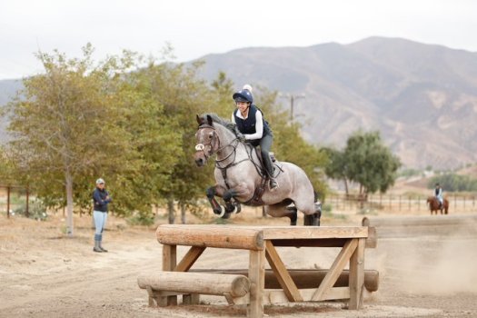 us equestrian connemaras