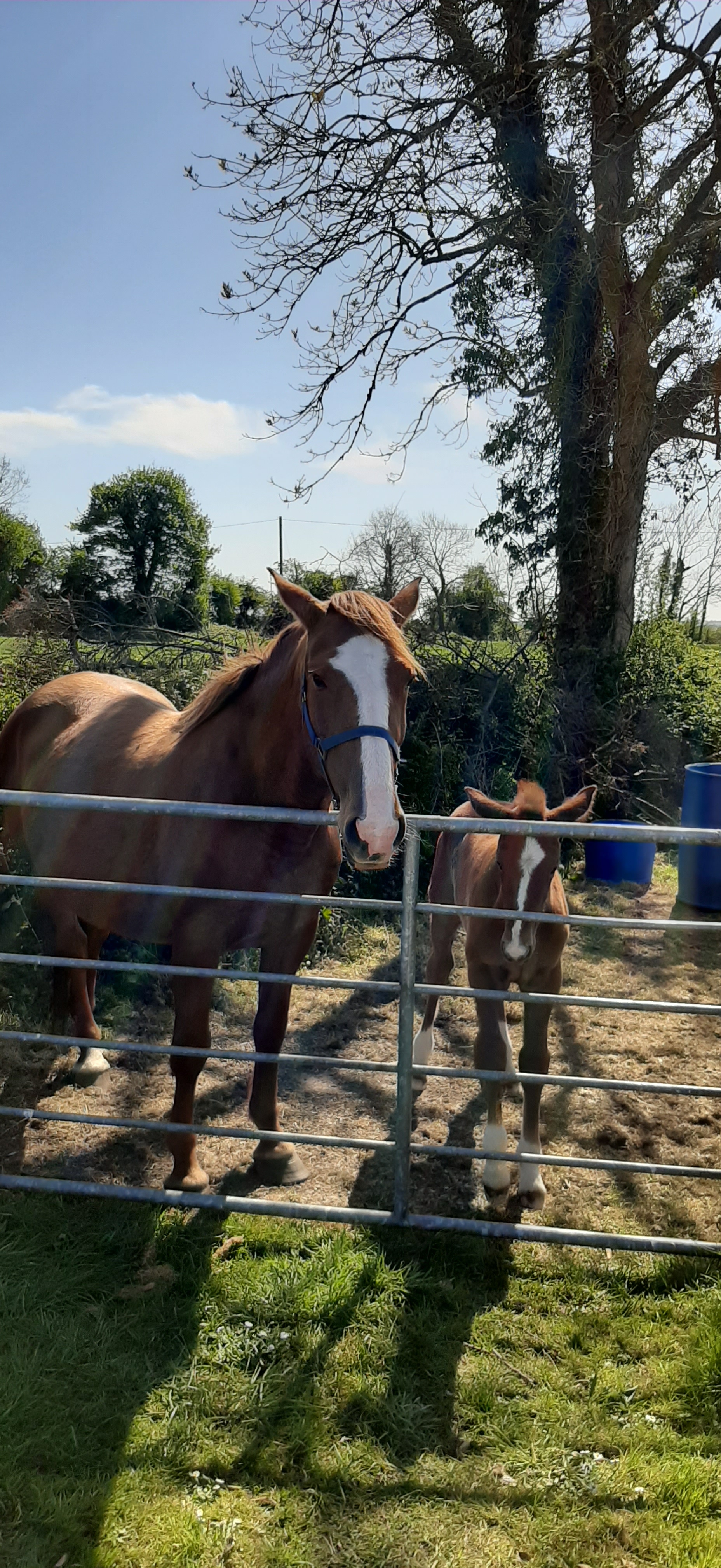 mare &amp; fool foxes