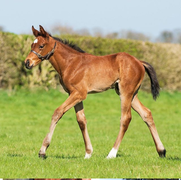 Screenshot_2020-04-23 Coolmore Stud ( coolmorestud) • Instagram photos and videos