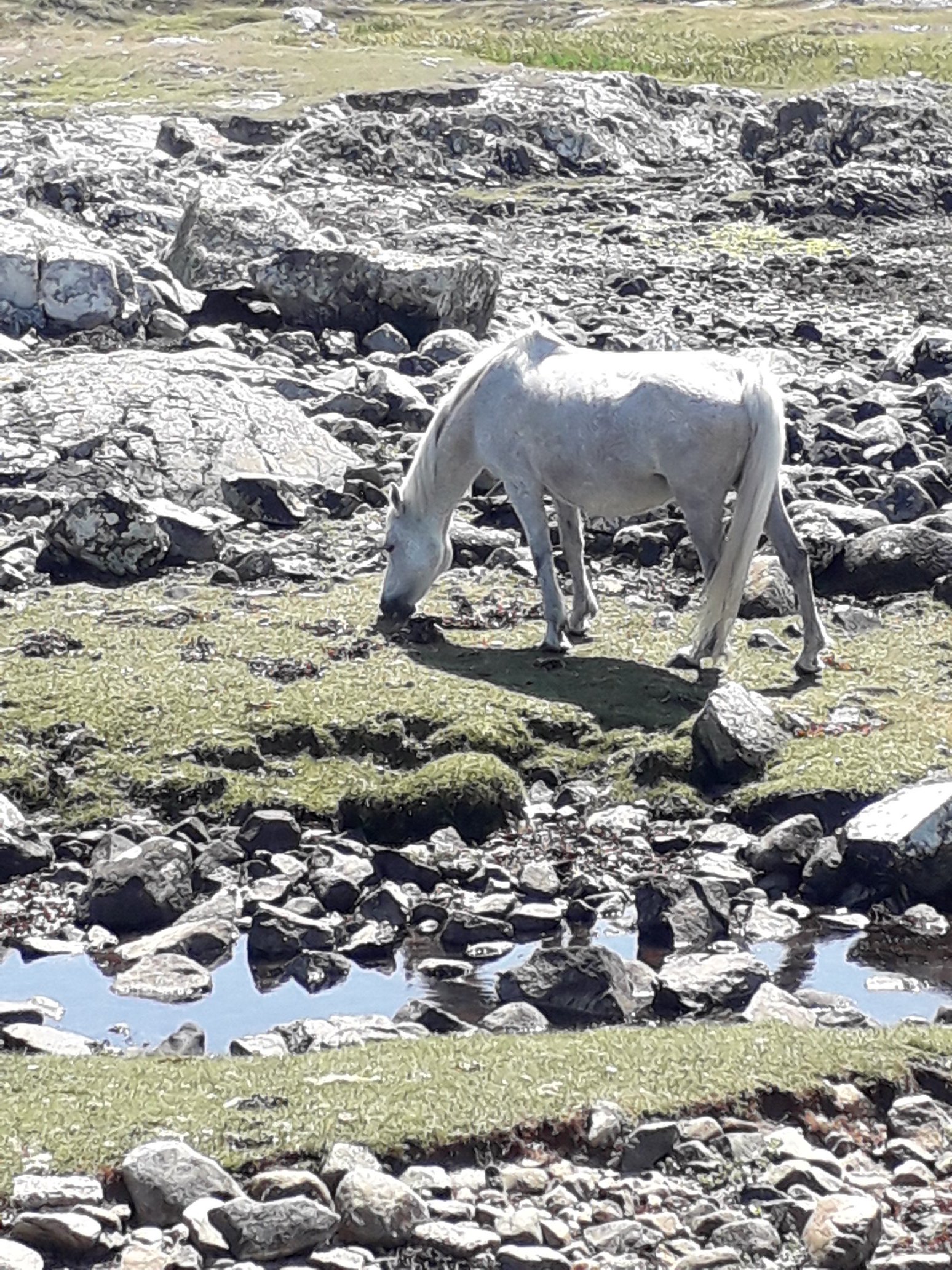 connemara pony seaweed