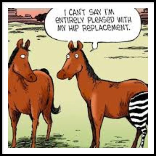 equifest hip replacement